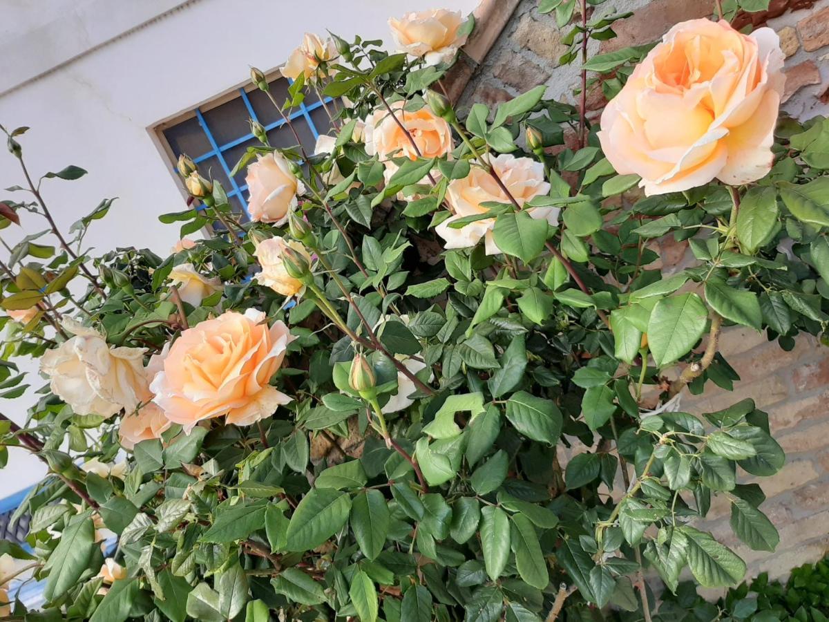 B&B La Casa In Campagna Collecorvino Zewnętrze zdjęcie