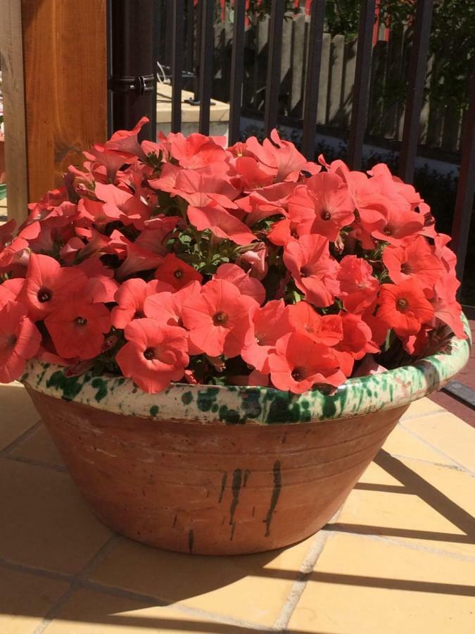 B&B La Casa In Campagna Collecorvino Zewnętrze zdjęcie